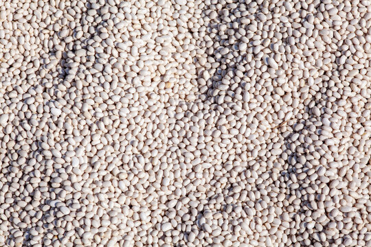Raw white beans creating a full-frame food background. Natural, healthy, and organic legumes, a protein-rich ingredient for vegetarian and vegan cooking.