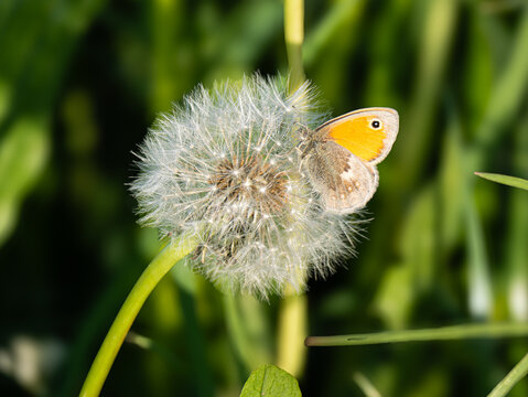 Kleines Wiesenv&ouml;gelchen (Coenonympha pamphilus) an Pusteblume