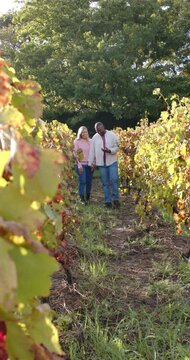 Vertical video: African American couple walking in vineyard, using phone map and seeing grapes