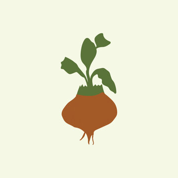 Vegetable abstract hand drawn illustration, vector botanical design, organic food, beet with leaves poster