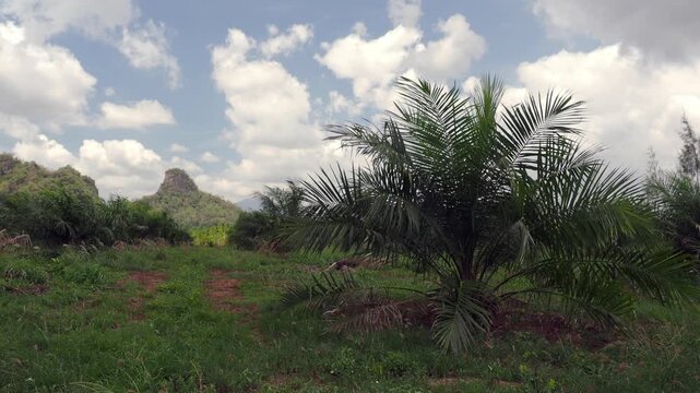 Oil palm plantation consisting of rows of young or immature trees with weeds and grass.