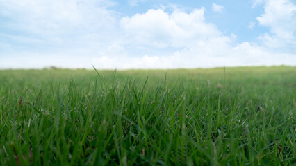 Obraz premium Wide landscape showcasing a lush field of vibrant green grass in the foreground. A pale blue sky with soft, scattered white clouds hangs over the flat natural horizon. For nature background.