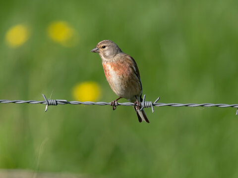 Linnet, Linaria cannabina