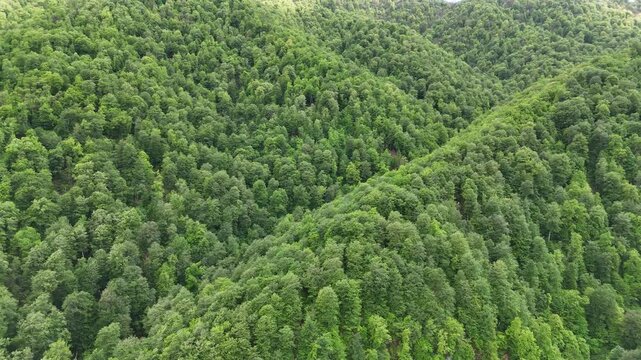 4K UHD Top Down Drone View of Dense Green Forest Canopy in Mountain Wilderness.
