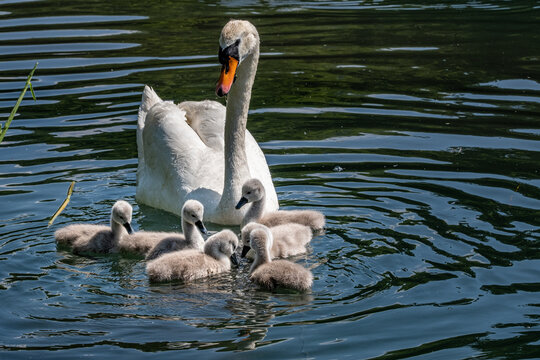 Cigno con i piccoli