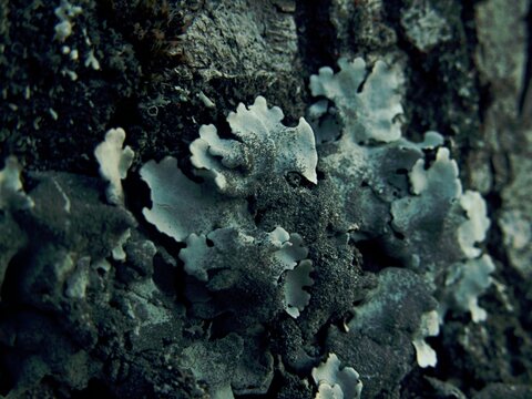 Closeup of pale gray foliose lichen colonies on weathered bark surface