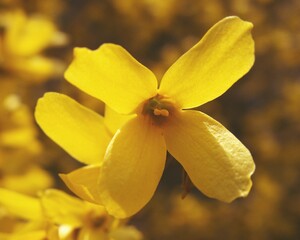 Obraz premium Golden forsythia shrub bursting into bloom before leaves appear