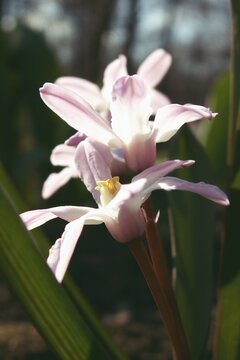 Close botanical view of Chionodoxa corolla with reflexed spreading petals