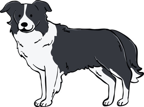 Adorable Border Collie dog illustration in a standing side-view pose. Ideal for stickers, design elements, and creative projects