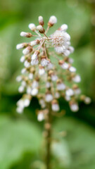 Fototapeta premium Asteraceae plant in seed stage with anemochorous pappus on tall spike