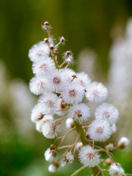 Tall raceme of composite achenes with pappus bristles