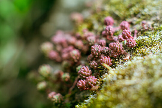 Tiny succulent shoots forming dense low mat on rocky dry substrate 