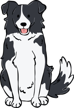 Adorable Border Collie dog illustration in a sitting front-facing pose. ideal for stickers, elements and creative design projects
