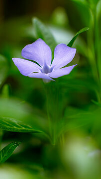 Pale blue-violet periwinkle flower rising above dense creeping ground cover