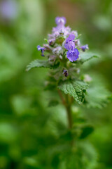 Obraz premium Lamium maculatum showing simultaneous open flowers and unopened calyces 