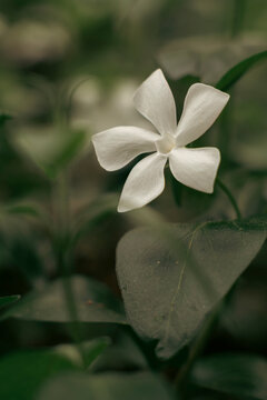 Single white lesser periwinkle blossom with twisted salverform corolla lobes