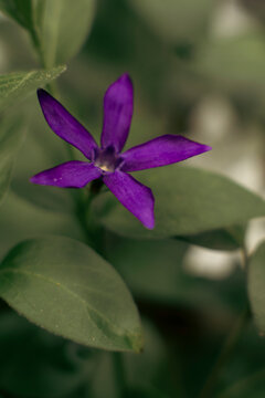 Deep violet Vinca minor flower glowing against muted green foliage