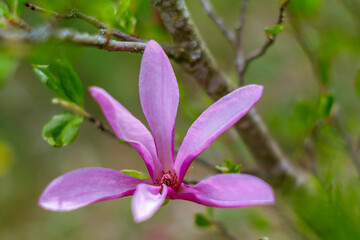 Obraz premium Pink magnolia flower and fresh young leaves emerging together in spring