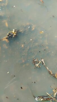 Muddy water flowing in a pond with debris and branches on the surface, A close-up of murky, opaque water in a pond or river. Floating natural debris is visible on the surface and in the water column: 