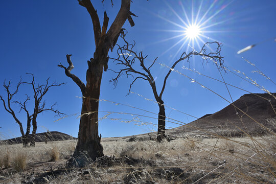 Namibia desert with dead acacia tree. Namibia