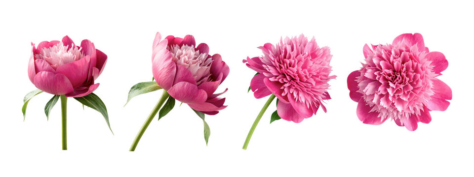 Set of Isolated Pink Peonies png