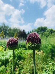 exotic flower head in summer garden  © Amelie K