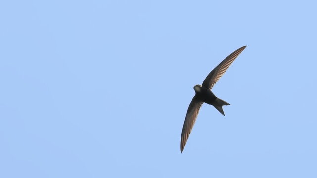 common swift in flight, Apus apus, birds of Montenegro	