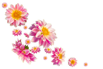 Flying pink dahlias. Isolated on a transparent background. Selective focus. © Tamara