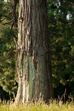 Ancient Tree Bark Texture: The deeply textured bark of an ancient tree, revealing a story of time and resilience, stands tall against a backdrop of verdant foliage.