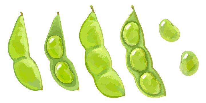 手描き厚塗りの枝豆イラストセット さや付き・むき豆のバリエーション
