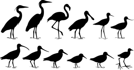Fototapeta premium Set of black silhouettes of various wading birds and shorebirds standing in water