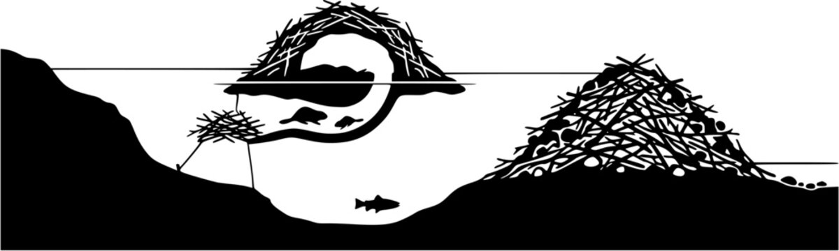 Cross section illustration of a beaver lodge and dam in a river habitat with underwater tunnel and swimming fish