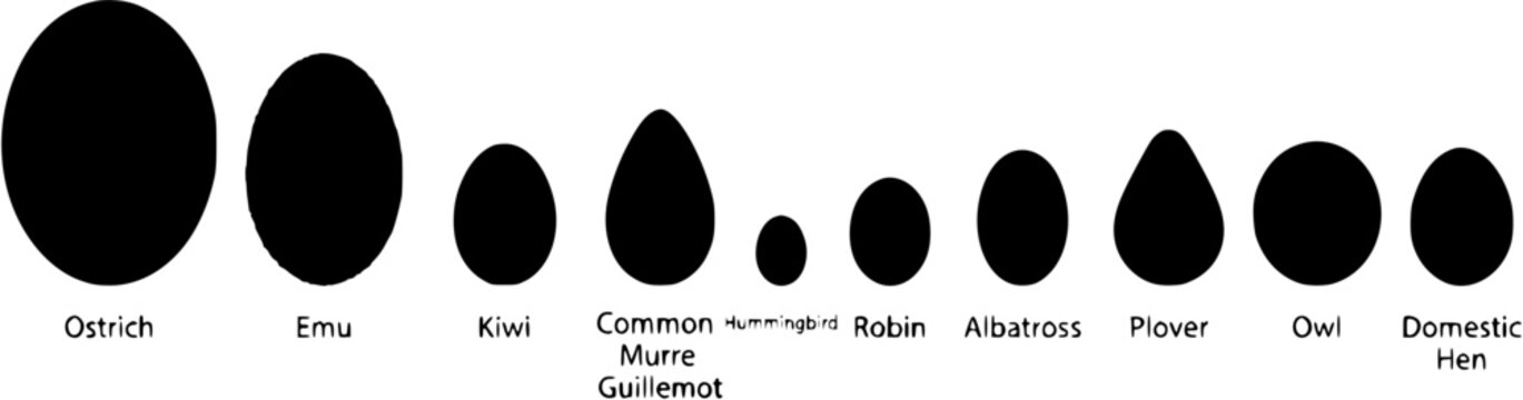Set of bird egg silhouettes comparing various species sizes and shapes from ostrich to hummingbird on white background