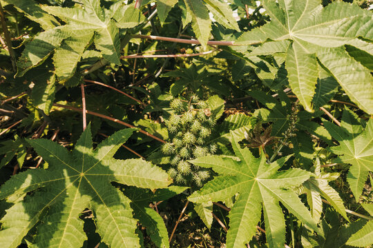 Castor bean or Castor Oil Plants (Ricinus Communis) with Green Seed Pods and Large Palmate Leaves Growing in the wild at Syokimau, Kenya