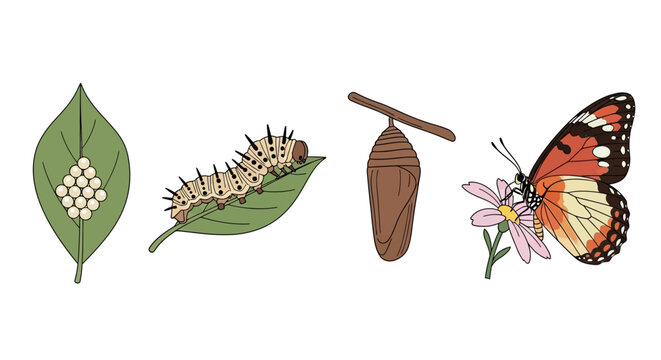 Butterfly Life Cycle Stages: Eggs, Larva, Pupa, Adult Butterfly on Flower