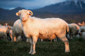 Sheep Grazing in Mountain Pasture with Peak Background © Julija