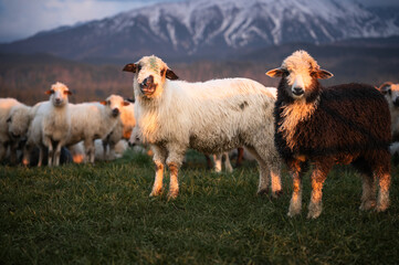 Sheep Grazing in Mountain Pasture with Peak Background © Julija