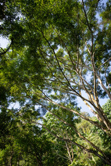 Fototapeta premium Lush green tree canopy against clear sky in tranquil tropical forest nature scene