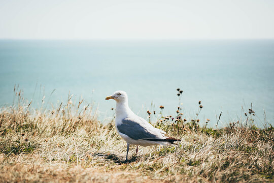 A Seagull Perched on the White Cliffs of Dover