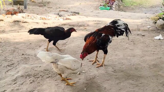 Colorful rooster with black, white, and red feathers standing on dry grass in a rural farm environment. Traditional domestic chicken captured outdoors in natural daylight. Domestic chicken eating.