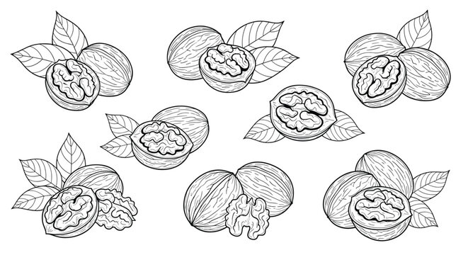 Detailed hand drawn sketches of walnuts showing whole shells, cracked shells with kernels, and green leaves on white.
