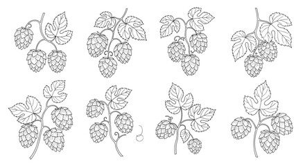 Fototapeta premium Collection of botanical sketches showing hops cones and leaves in various clusters for brewery branding and craft beer labels.