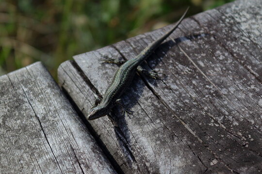 Tomando el sol.