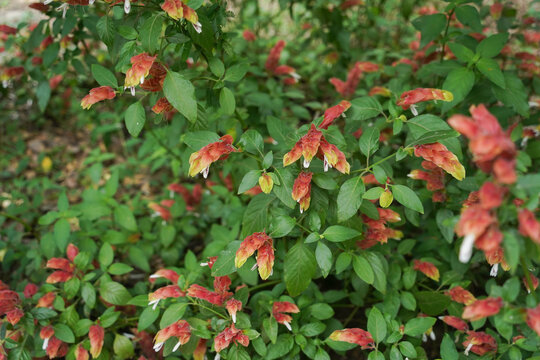 Flowers in potted plants. Shrimp plant, Justicia brandegeeana.