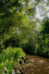Fototapeta premium Lush green forest path with ferns, dappled sunlight, and peaceful mood in tropical nature