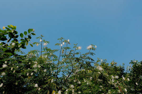 Fluffy Silk Floss Tree Blossoms against Vivid Blue Sky in Summer Sunlight