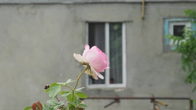 A single tender pink rose on a stem with wet green leaves stands out against a grey residential building facade.