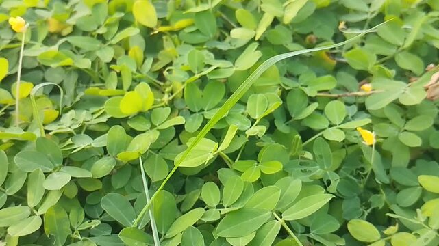 Background of lush green foliage of ground cover plant Arachis pintoi with small yellow blooming flowers and moving lawn grass.
