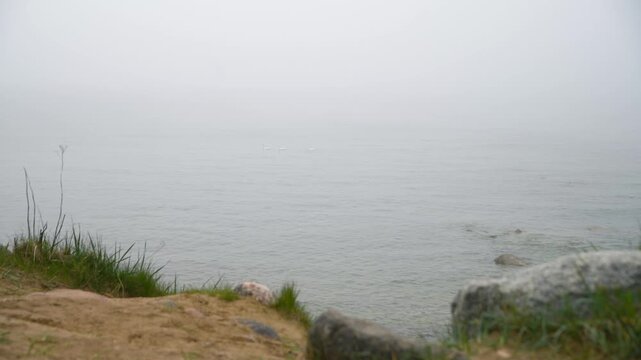 Foggy sea shore with distant swans gliding peacefully over calm gray waters