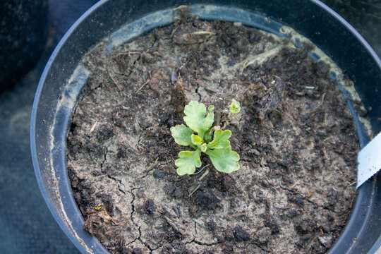 Small chrysanthemum seedling growing in dry pot soil